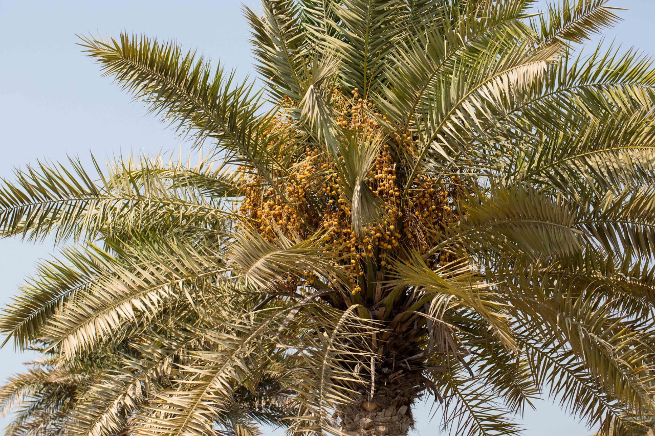 Scientists Unravel Evolutionary History of Date Palm