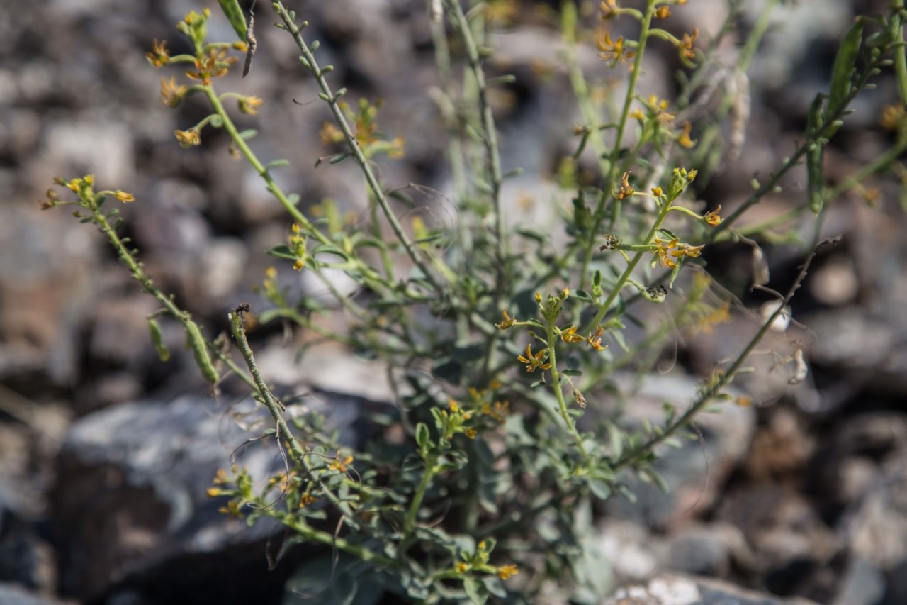 Cleome rupicola plant