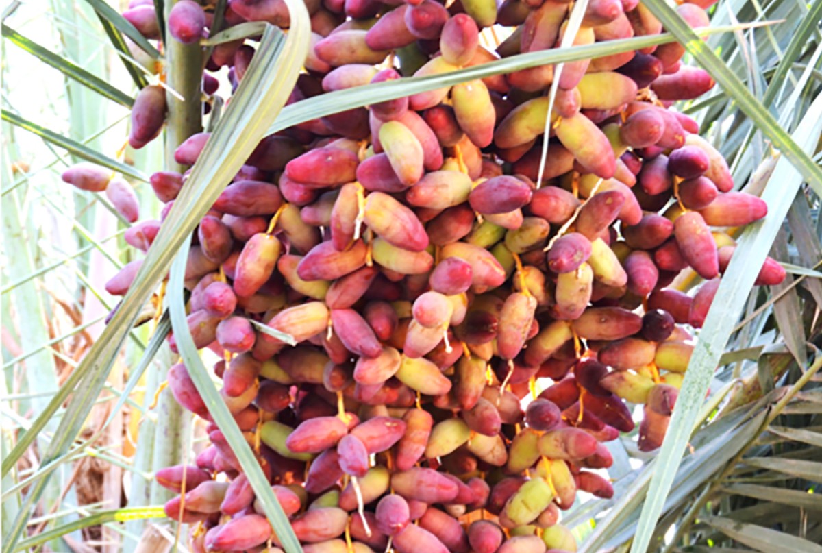  The 100 Dates! Project, led by Michael Purugganan, won the Khalifa International Date Palm award in the category of Distinguished Researchers and Studies. Purugganan and his team, which includes NYU Abu Dhabi Postdoctoral Associates Khalid Hazzouri and Jonathan Flowers, were honored with the prize for carrying out a full genome sequencing of 62 varieties of date palms local to areas stretching from North Africa to Pakistan.