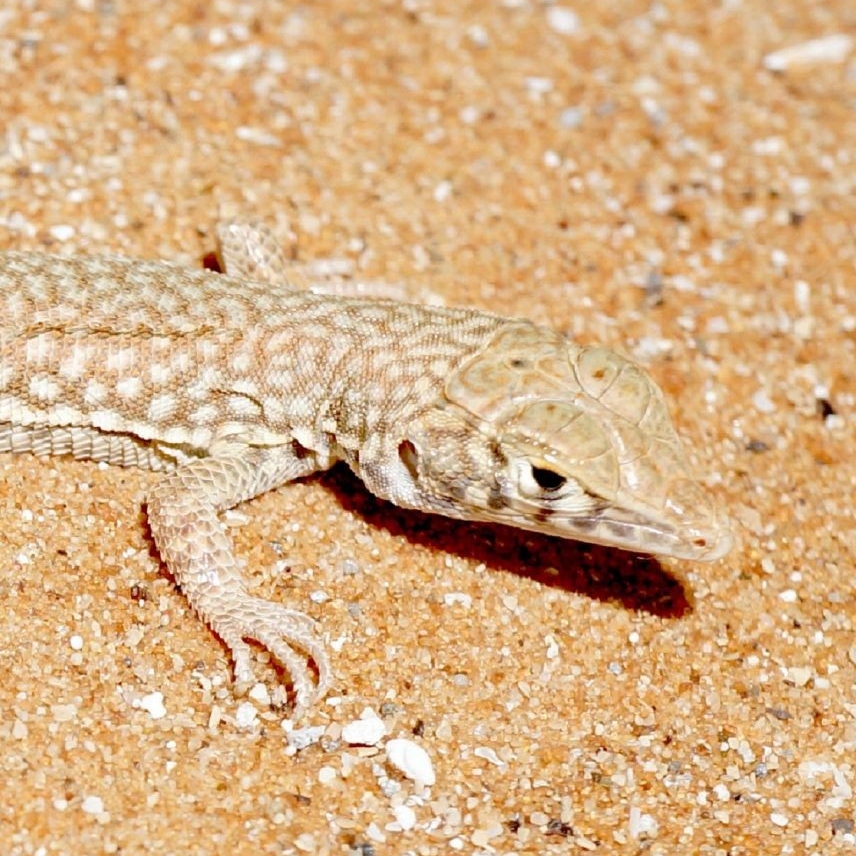 Close up of a Schmidt's fringe toed lizard commonly found in Abu Dhabi. Sebastian Kirchhof/NYU Abu Dhabi