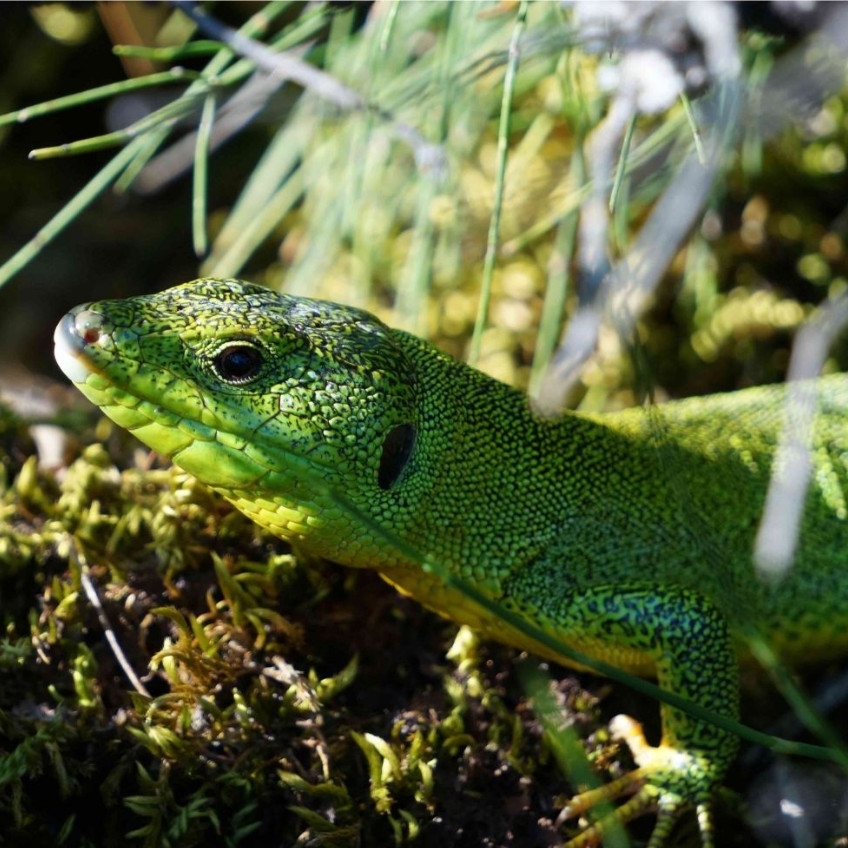 Close up of a balkan green lizard commonly found in Croatia. Sabastian Kirchhof/NYU Abu Dhabi