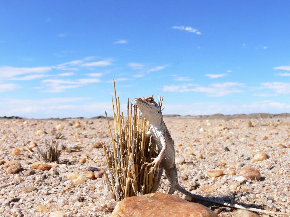 Spotted desert lizard