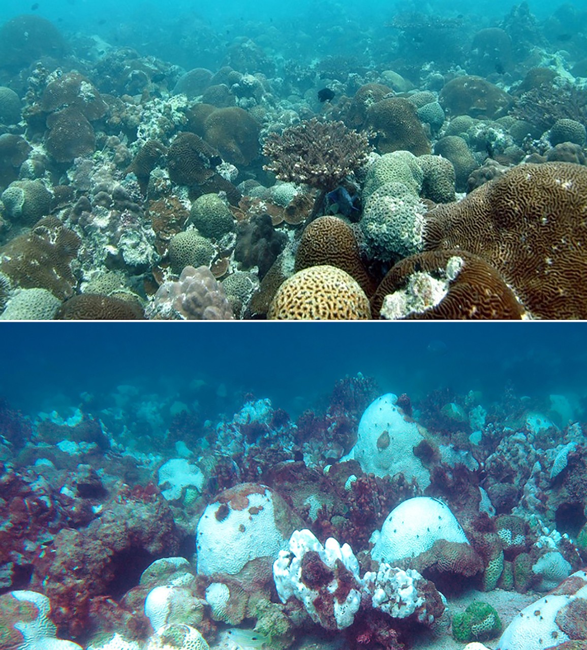 The coral reef at Saadiyat Island in April 2017 and in August 2017, when low winds led to extreme sea temperatures that induce mass bleaching of corals across the southern Gulf. Noura Al Mansouri/NYUAD
