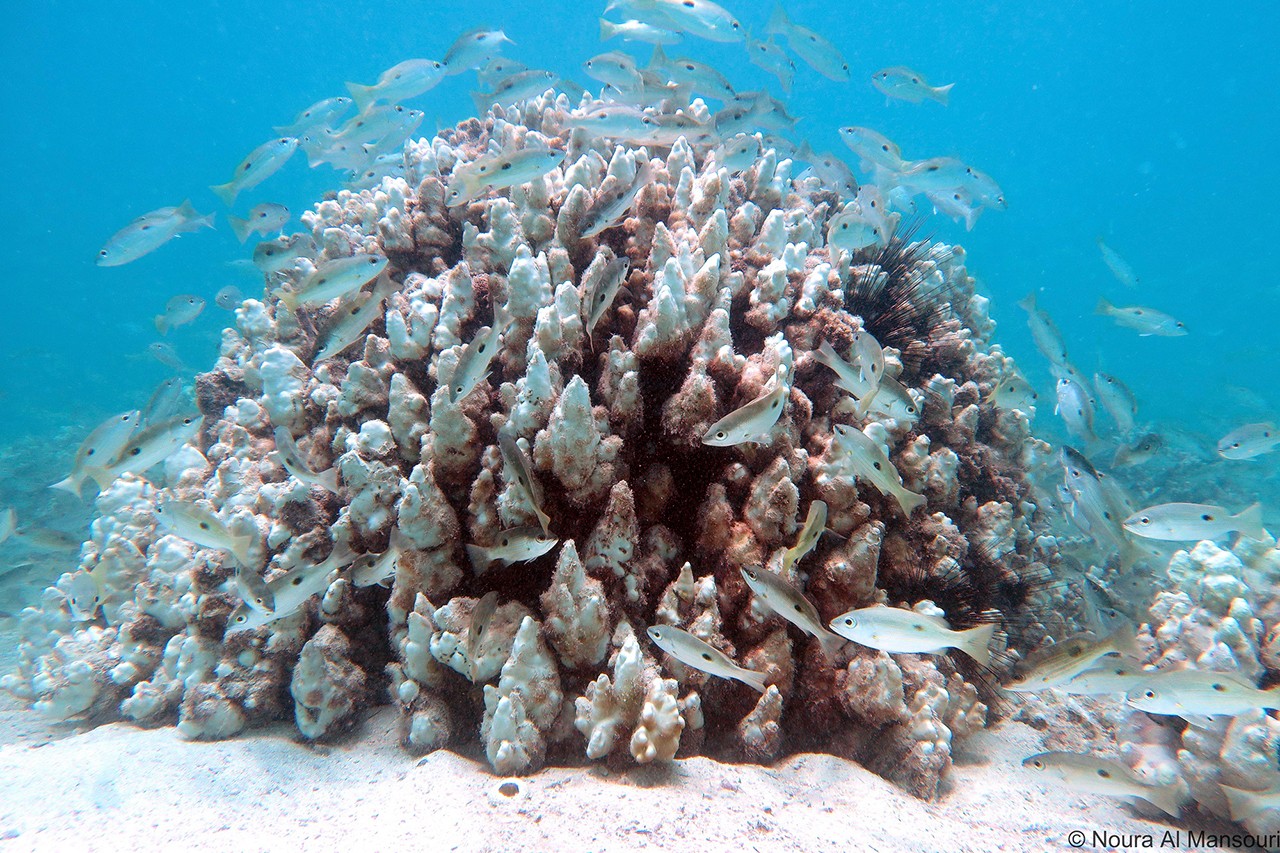 A large bleached coral colony at Dhabiya reef during the 2017 bleaching event. Image credits: Noura Al Mansouri, NYUAD.
