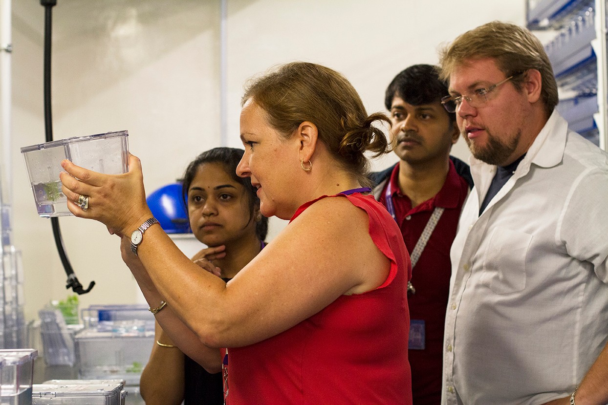 Kirsten observes the Zebrafish tanks. Kirsten Sadler Edepli, associate professor of biology at New York Univeristy Abu Dhabi, and her team of researchers and postdoctoral associates are conducting liver disease research on Zebrafish in a new purpose built research lab facility on campus. Deepthi Unnikrishnan / NYUAD