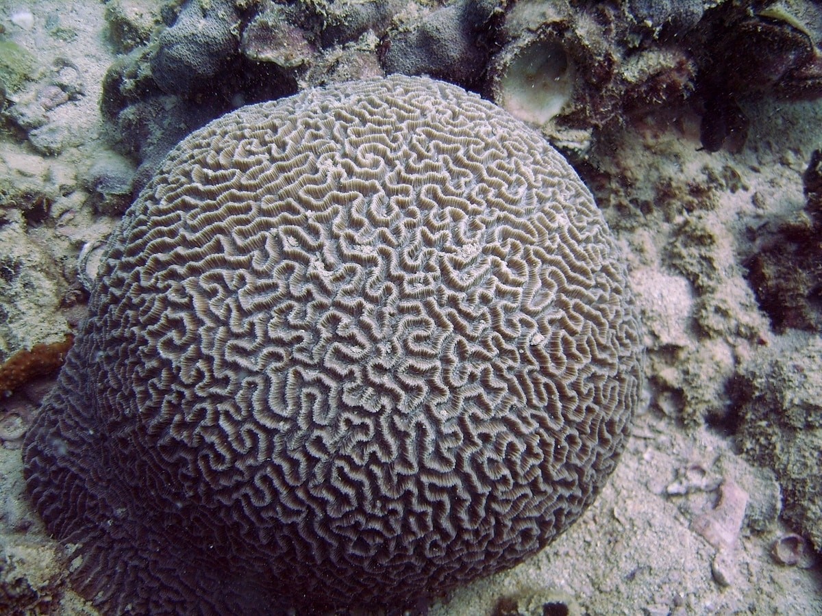 Ras Ghanada reef in Abu Dhabi- image 2