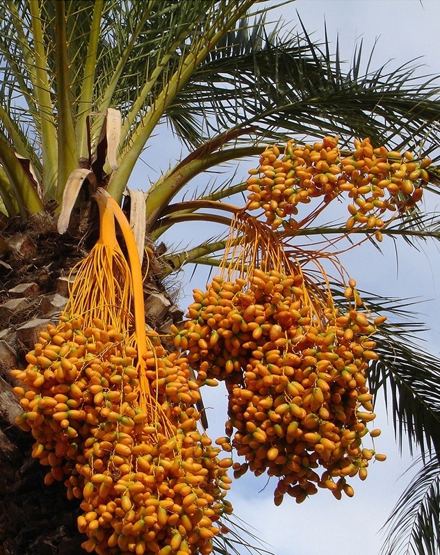 An image of a date palm tree.