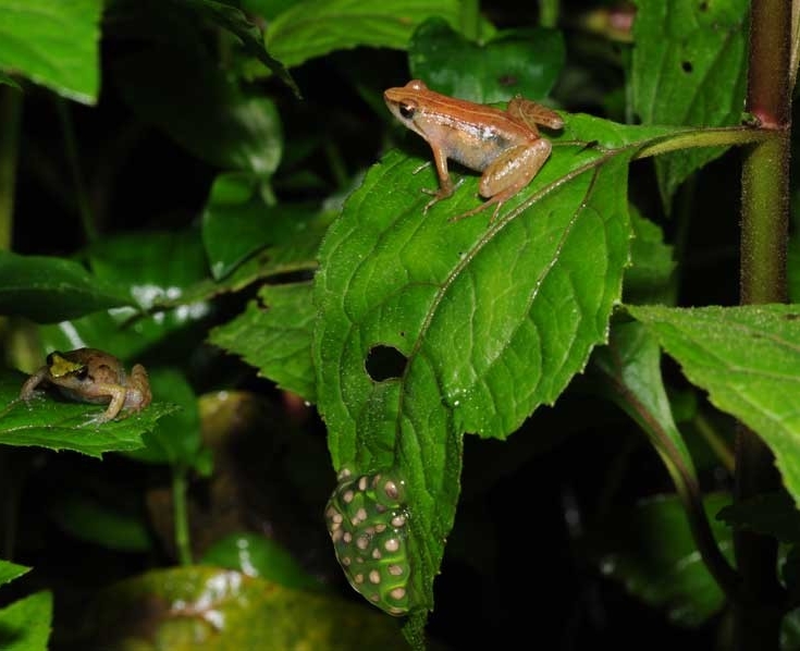 Two female puddle frogs discovered a new species of puddle frog on a remote mountain in Ethiopia.