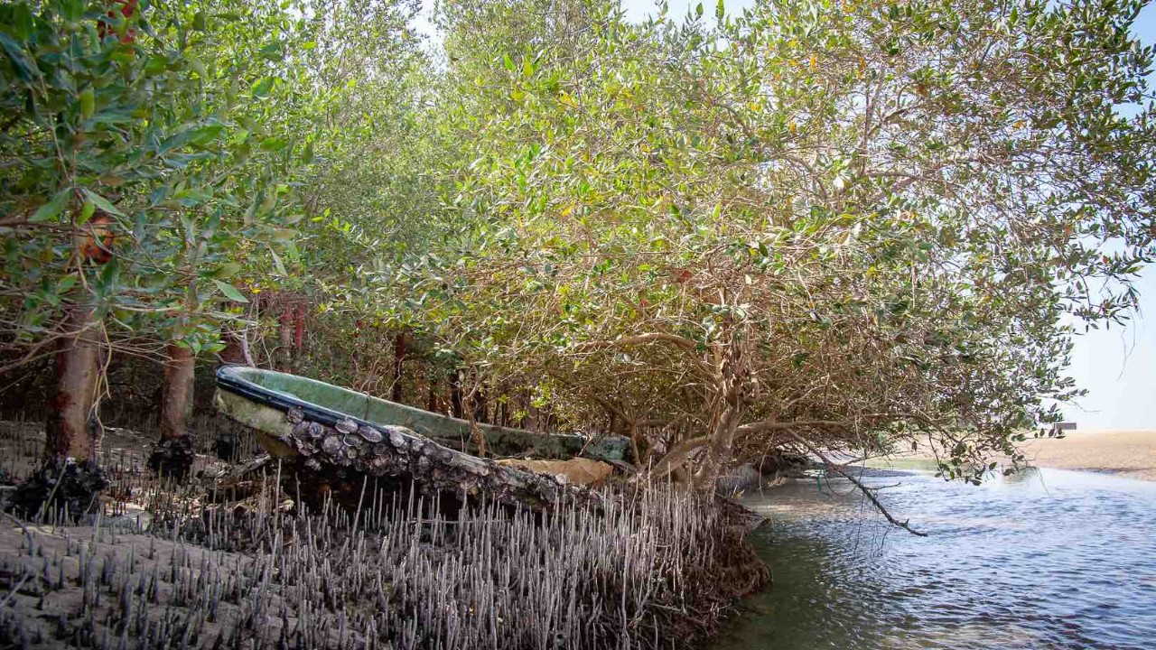 mangroves-1.jpeg