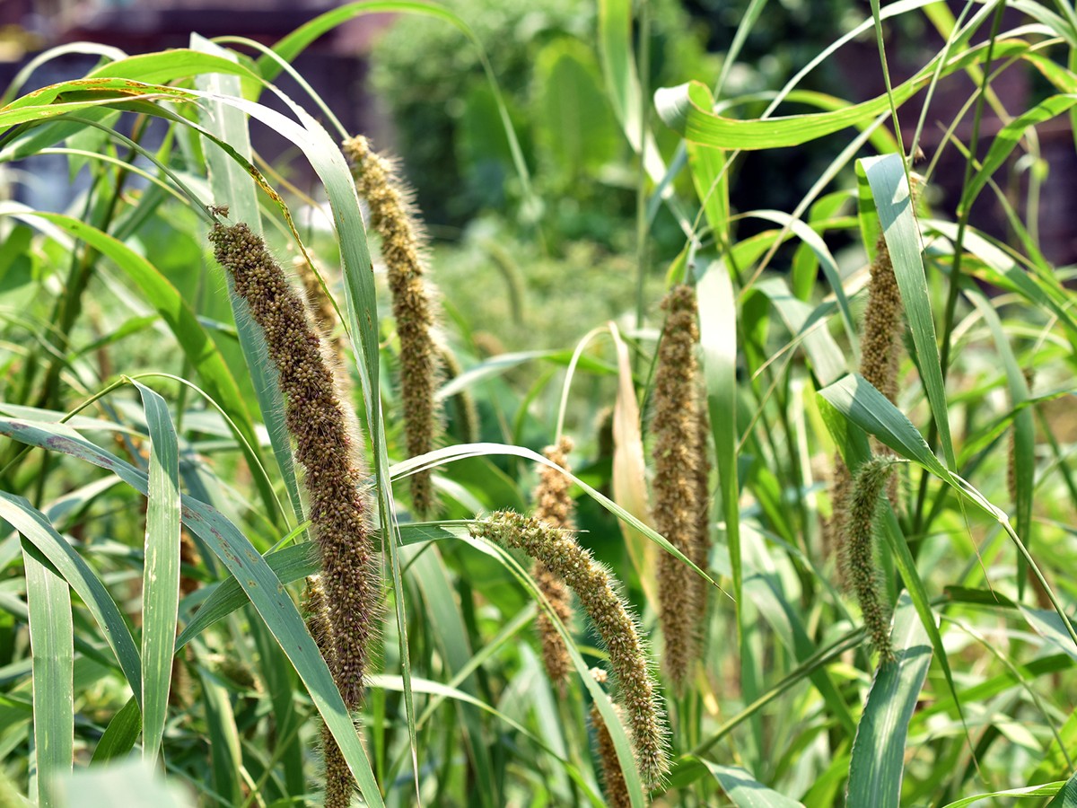 Researchers Map Complete Genome of Millet for Climate Change Adaptation