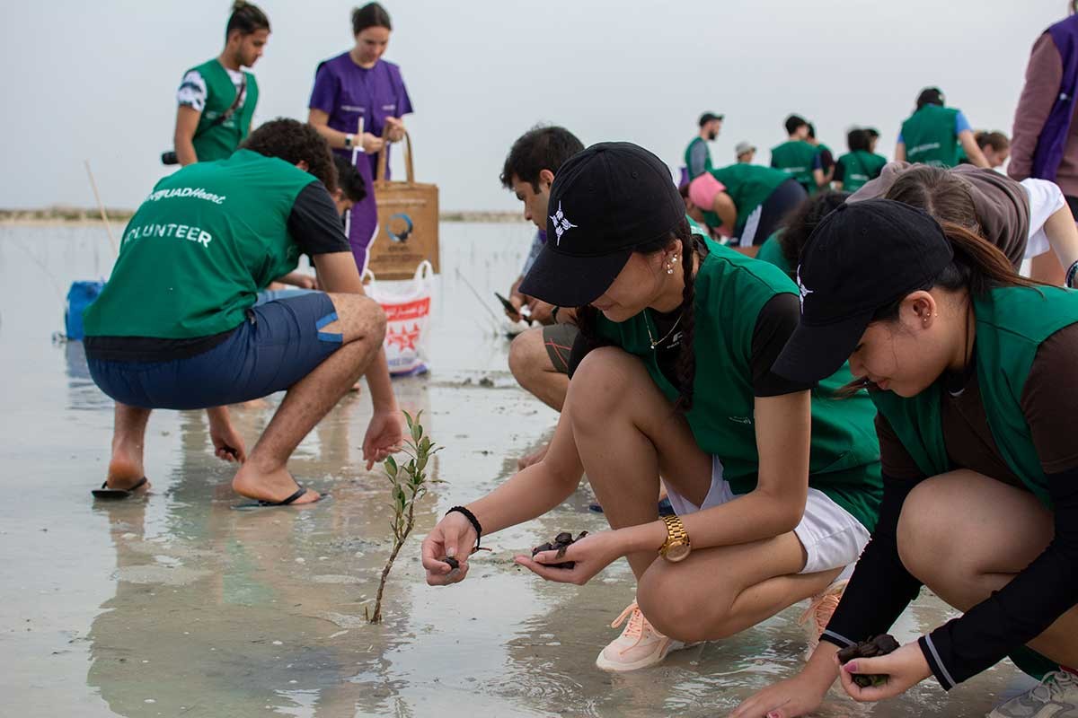 NYUAD students planting mangroves.