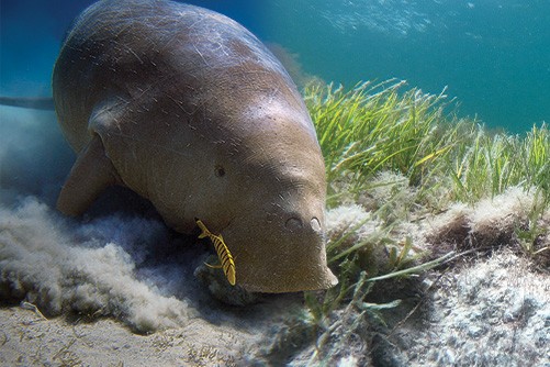 A dugong swimming in the sand and sea grass underwater.