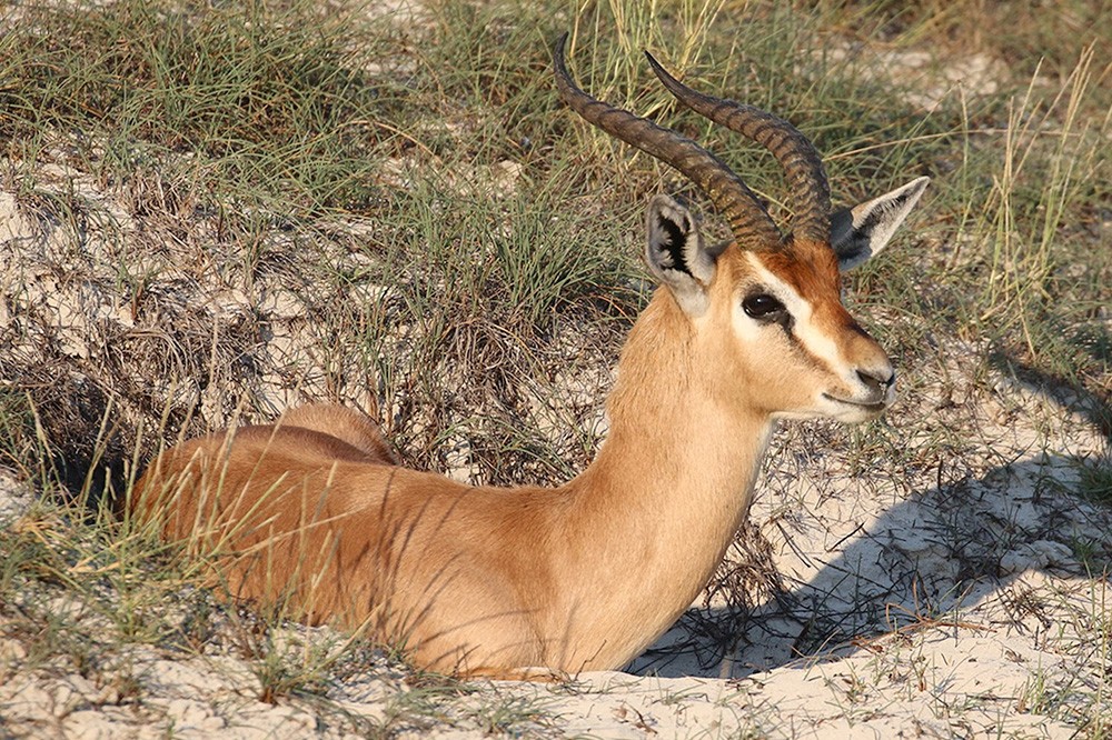 Arabian Mountain Gazelle (Gazella arabica), part of herd that are well-established at a large golf course complex on the outskirts of Abu Dhabi. Photo credit: Oscar Campbell