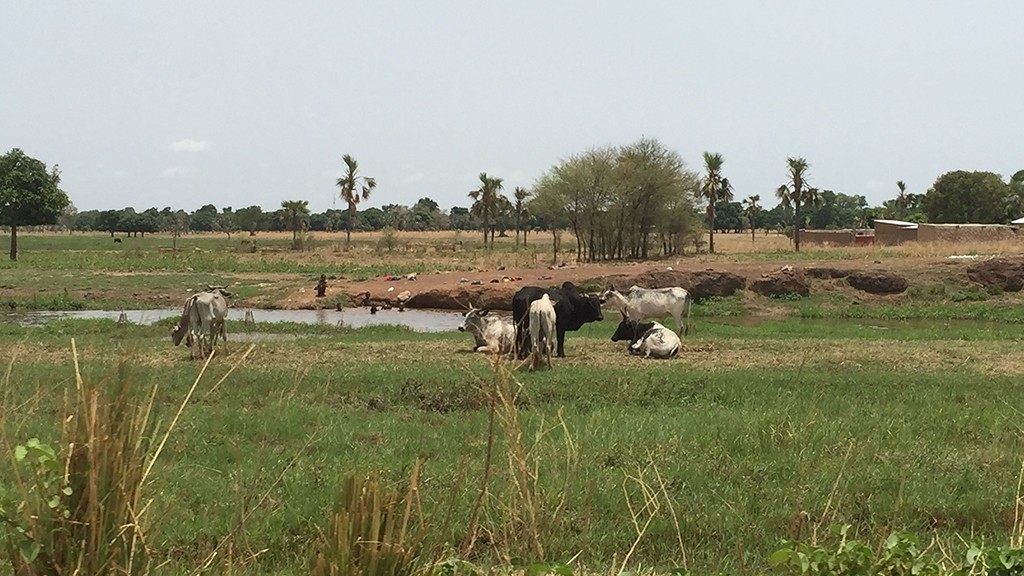 Researchers Identify Immune Differences