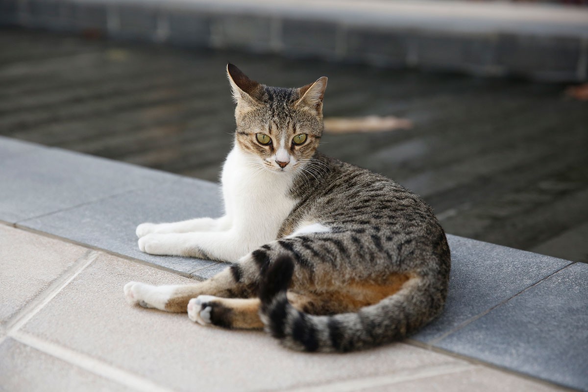 One of the resident street cats that live around the NYU Abu Dhabi campus.