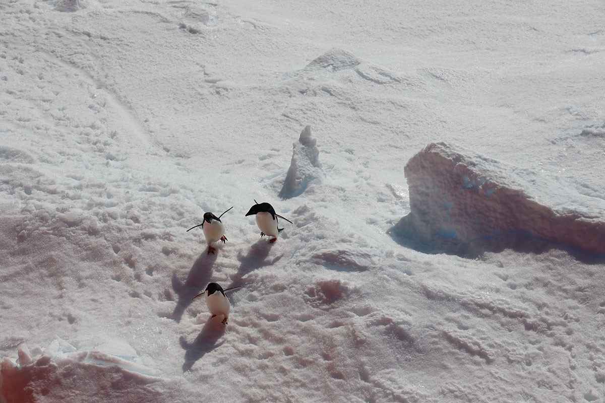 Penguins in the Antarctic.