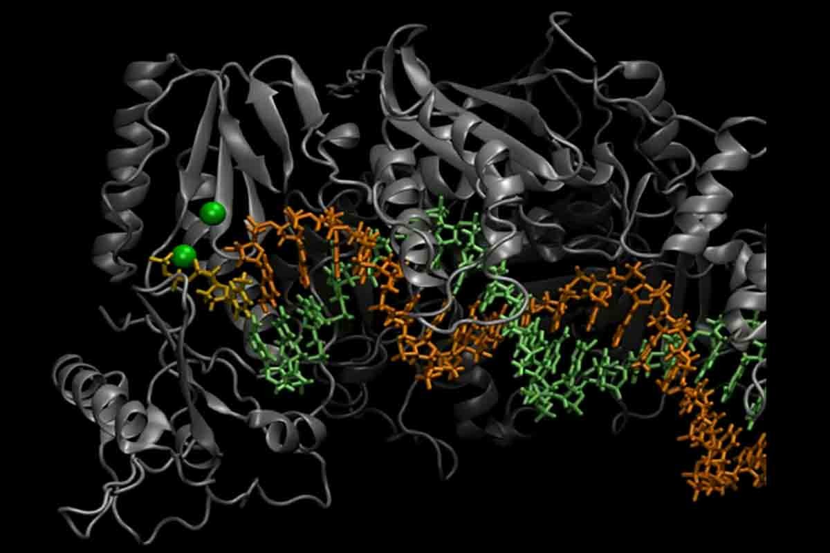 Conformational transition of HIV Reverse Transcriptase from open to closed state when a correct nucleotide binds to the active site. 