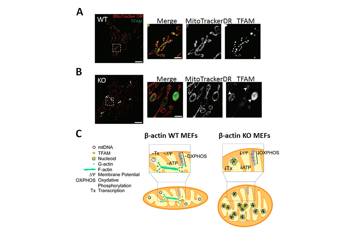 Figure 4 - A novel role of beta actin in the organization of the mitochondrial genome