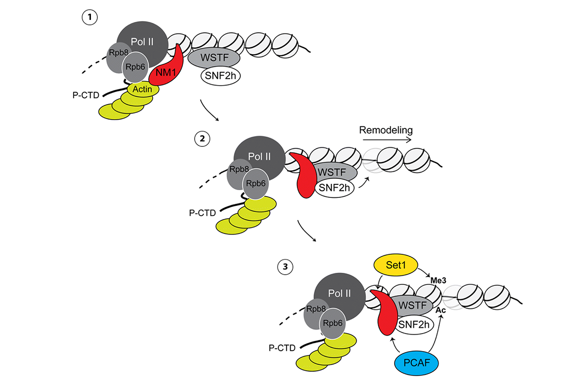Figure 2. A speculative model in which NM1 coordinates the local remodeling and maintenance of active epigenetic marks for transcription activation of class II promoters. In the model, (1) NM1 interacts with actin bound to Pol II via the two RNA polymerase core subunits Rpb6 and Rpb8. (2) NM1 can also interact with SNF2h, thus facilitating B-WICH assembly to promote remodeling. We speculate that the NM1-actin and NM1-SNF2h interactions may depend on the ATPase activity of NM1 and may exclude each other. (3) This is followed by the establishment of H3K9ac, H3K27ac and H3K4me3 through NM1-mediated recruitment of the HAT PCAF and the HMT Set1/Ash2 that ultimately leads to transcription activation HAT histone acetyl transferase, HMT histone methyl transferase, NM1 nuclear myosin 1c (Adapted from Almuzzaini et al., 2015).