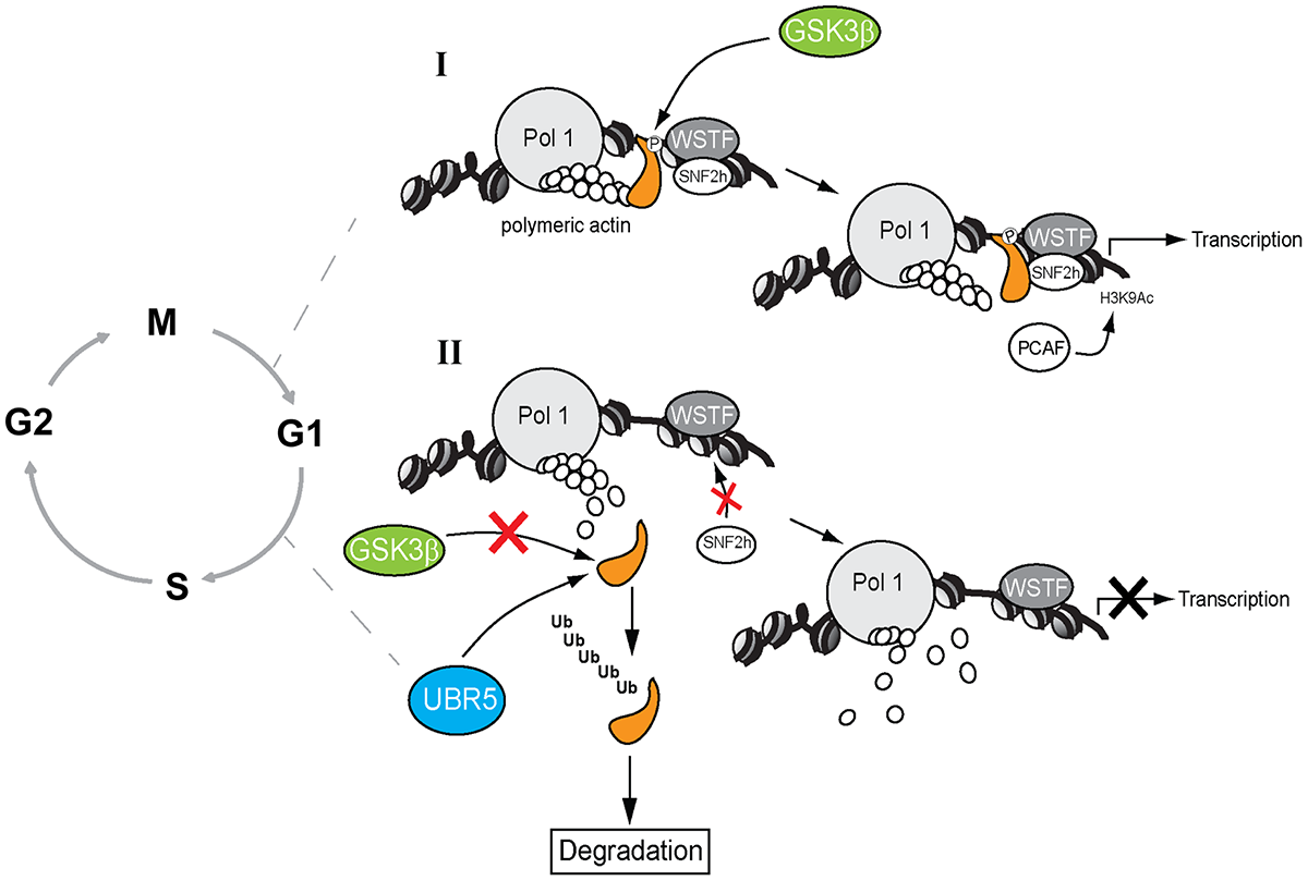 Figure 3. GSK3β phosphorylation of the NM1 C-terminal tail at G1 promotes chromatin association and activation of RNA polymerase-transcription. (I) In the presence of GSK3β, NM1 is phosphorylated and binds to rDNA chromatin. This phosphorylation event triggers a domino effect that leads to stabilization of the actomyosin complex and B-WICH multi-protein assembly on the rDNA. This mechanism leads to recruitment of PCAF, maintains the levels of H3K9 acetylation and activates transcription. (II) When GSK3β does not phosphorylate NM1, NM1 becomes polyubiquitinated by UBR5 and degraded by the proteasome. Consequently, the WICH complex is not assembled on the chromatin. At G1 NM1 degradation leads to suppression of pol I transcription and alterations in cell cycle progression (Adapted from Sarshad et al., 2013)