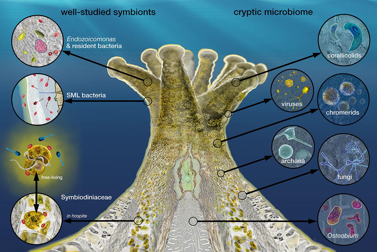 Coral Microbiome