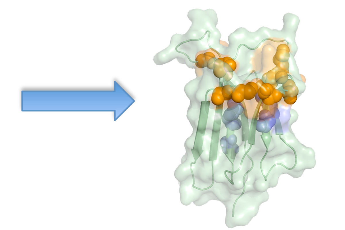 NMR Epitope Mapping: from the spectrum perturbation it is possible to localize the binding region.