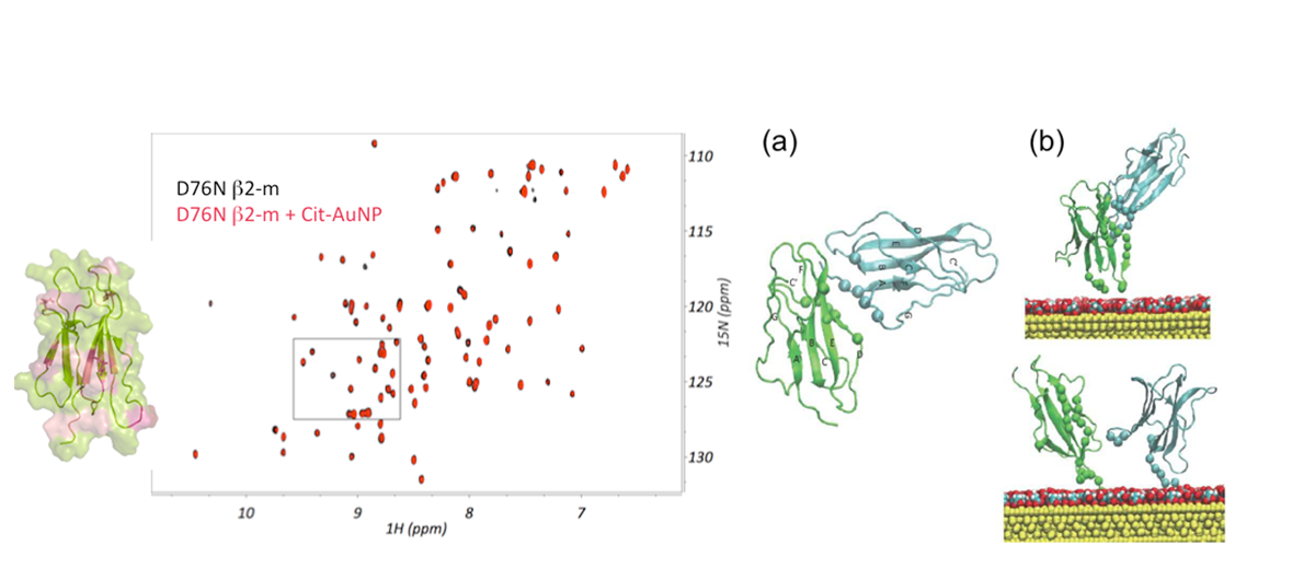 Figue 01:NMR-based mapping - D76N b2-mD76N b2-m + Cit-AuNP

Figure02: NMR-based mapping - D76N b2-mD76N b2-m + Cit-AuNP