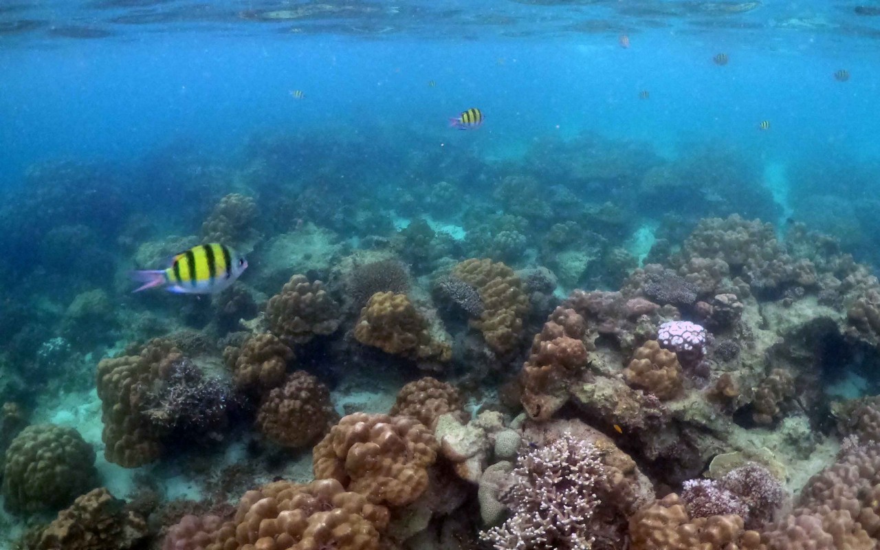 Underwater seascape of corals and algae in the ocean. 
