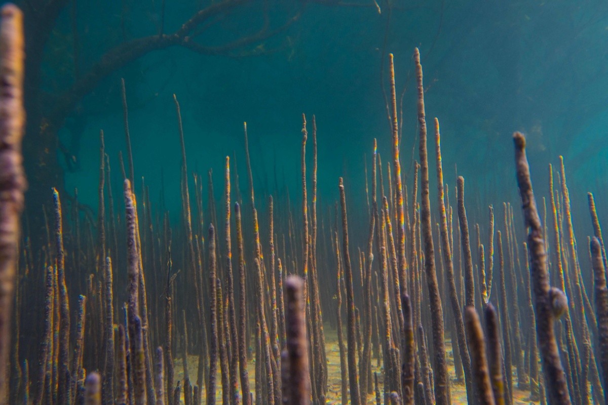Gray Mangroves