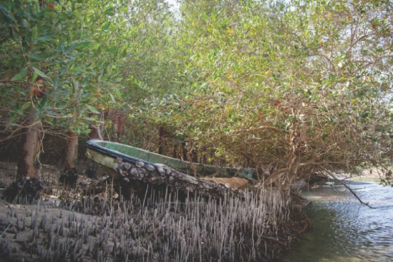 news-01-mangrove