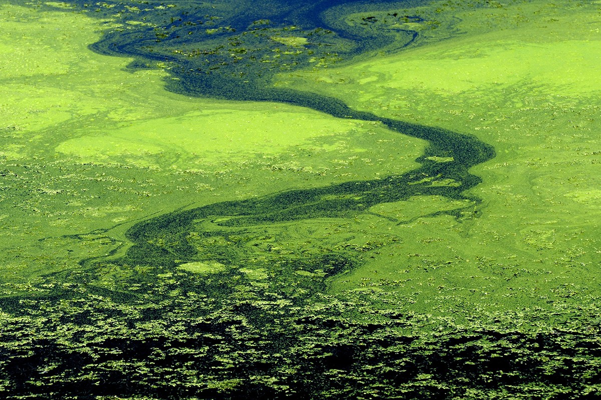 Engineering the Biofuel of the Future