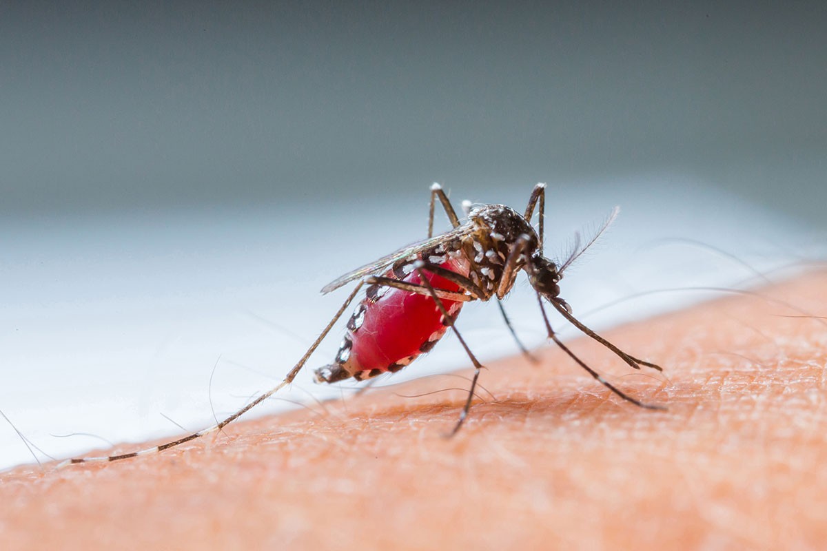 A mosquito carrying the malaria disease.