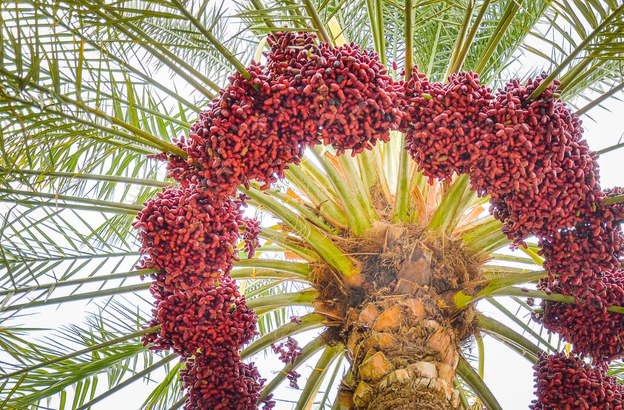 100 Dates! Project Wins Prestigious Prize