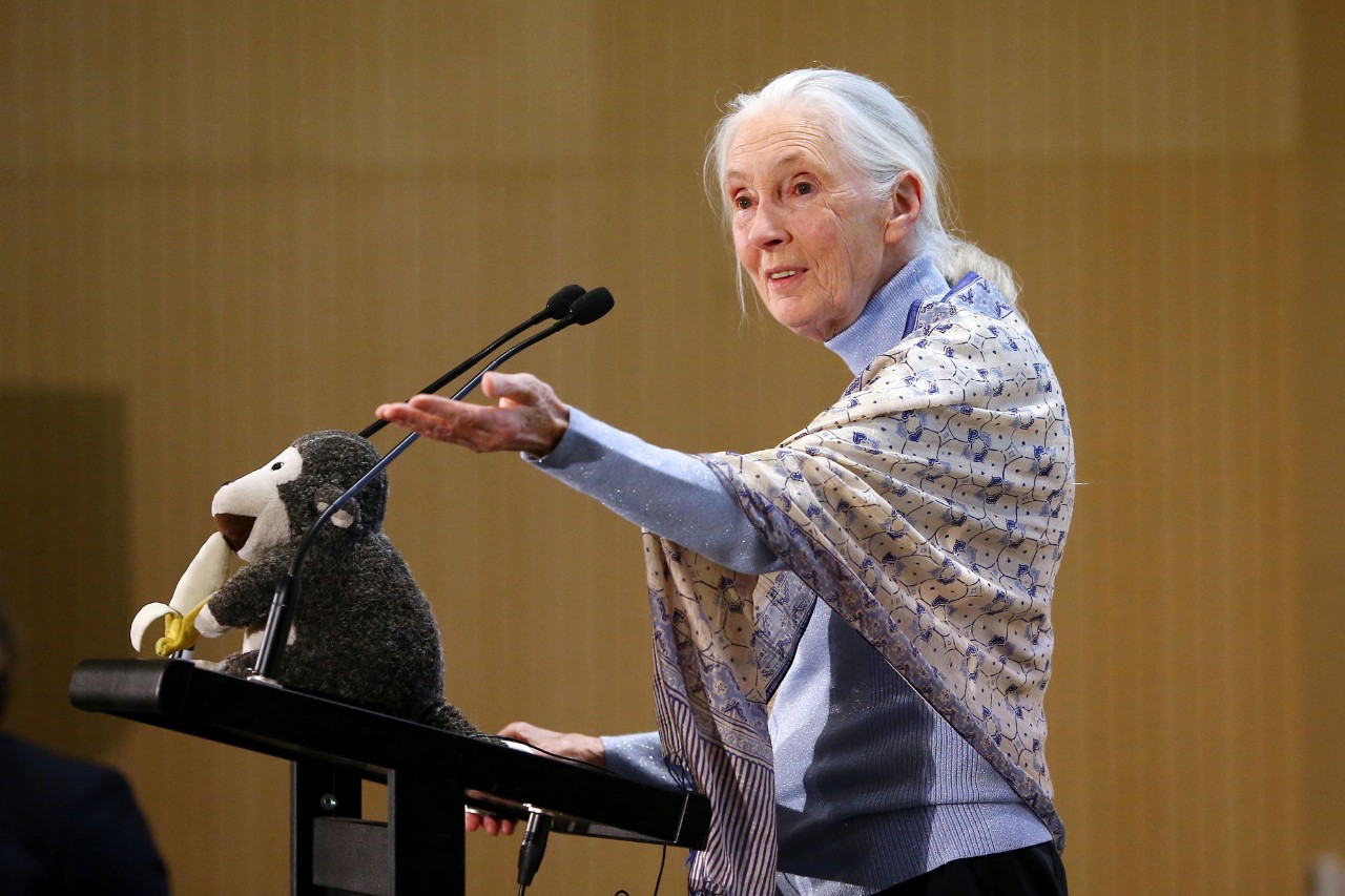 Dr. Jane Goodall at NYU Abu Dhabi