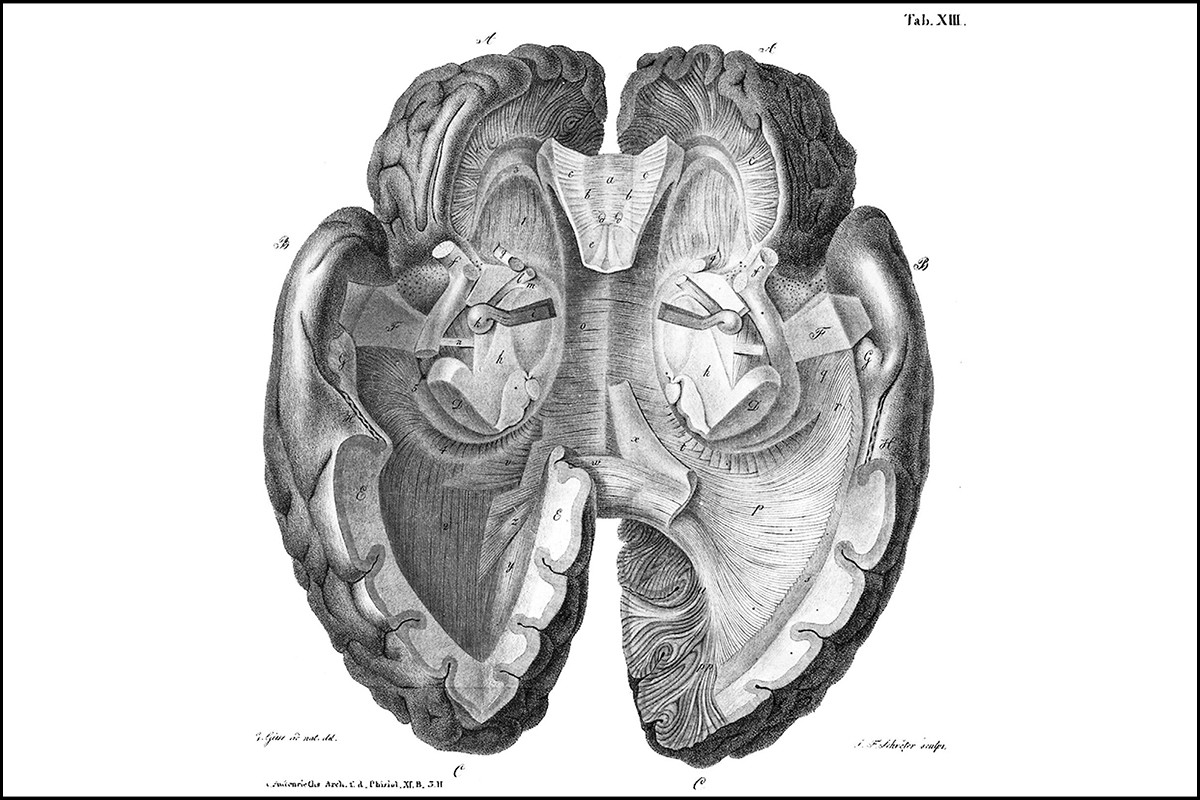 human brain mapping 2017 conference