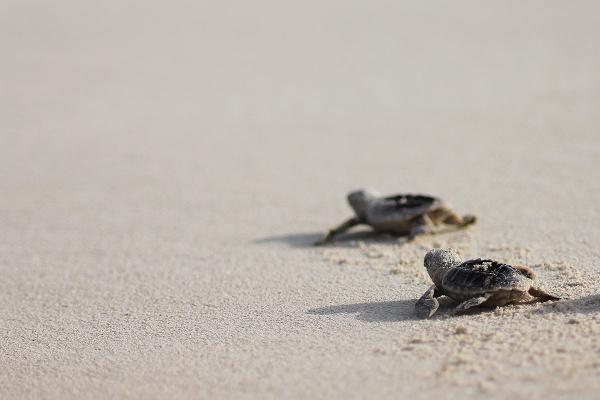 Turtle Power - NYU Abu Dhabi