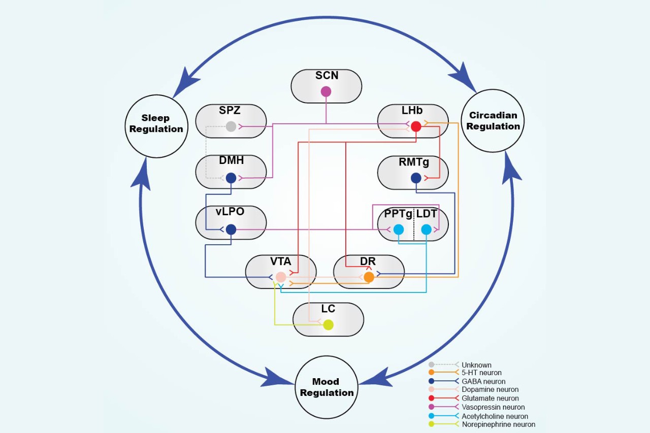 Laboratory of Neural Systems and Behavior - NYU Abu Dhabi