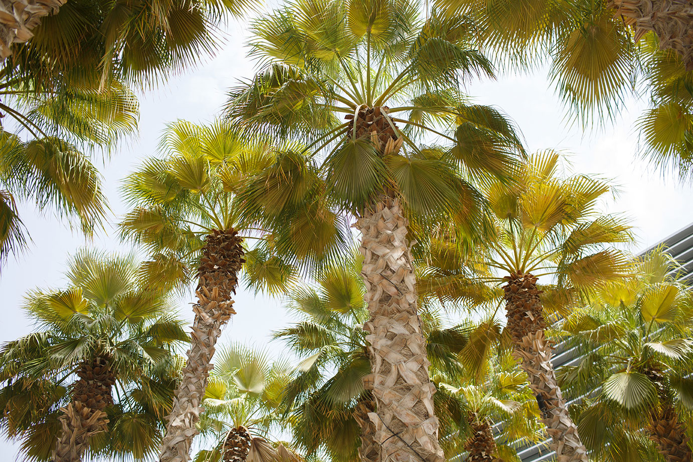 Researchers Uncover New Insights on Date Palm Evolution Using 2,100-year Old Leaf