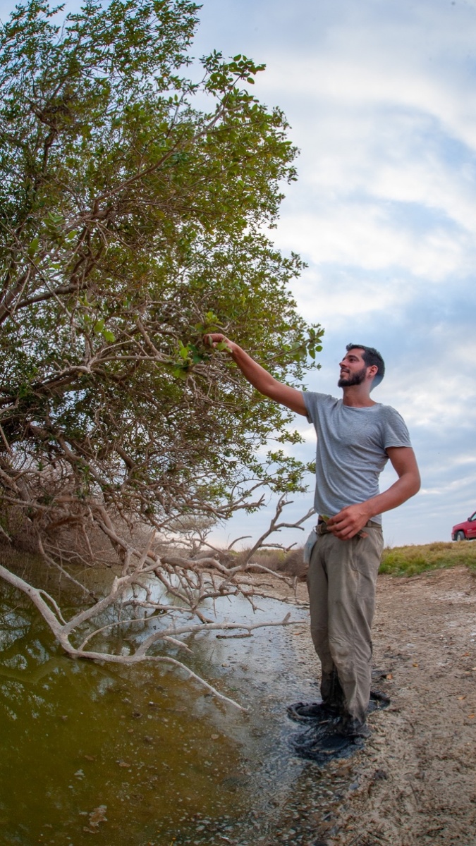 NYUAD Scientists Analyze Trends in Regional Mangrove Research