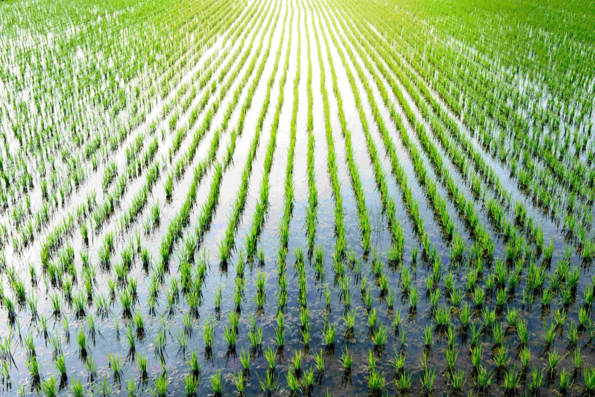 Global Cooling Event May Have Caused Evolution of Rice