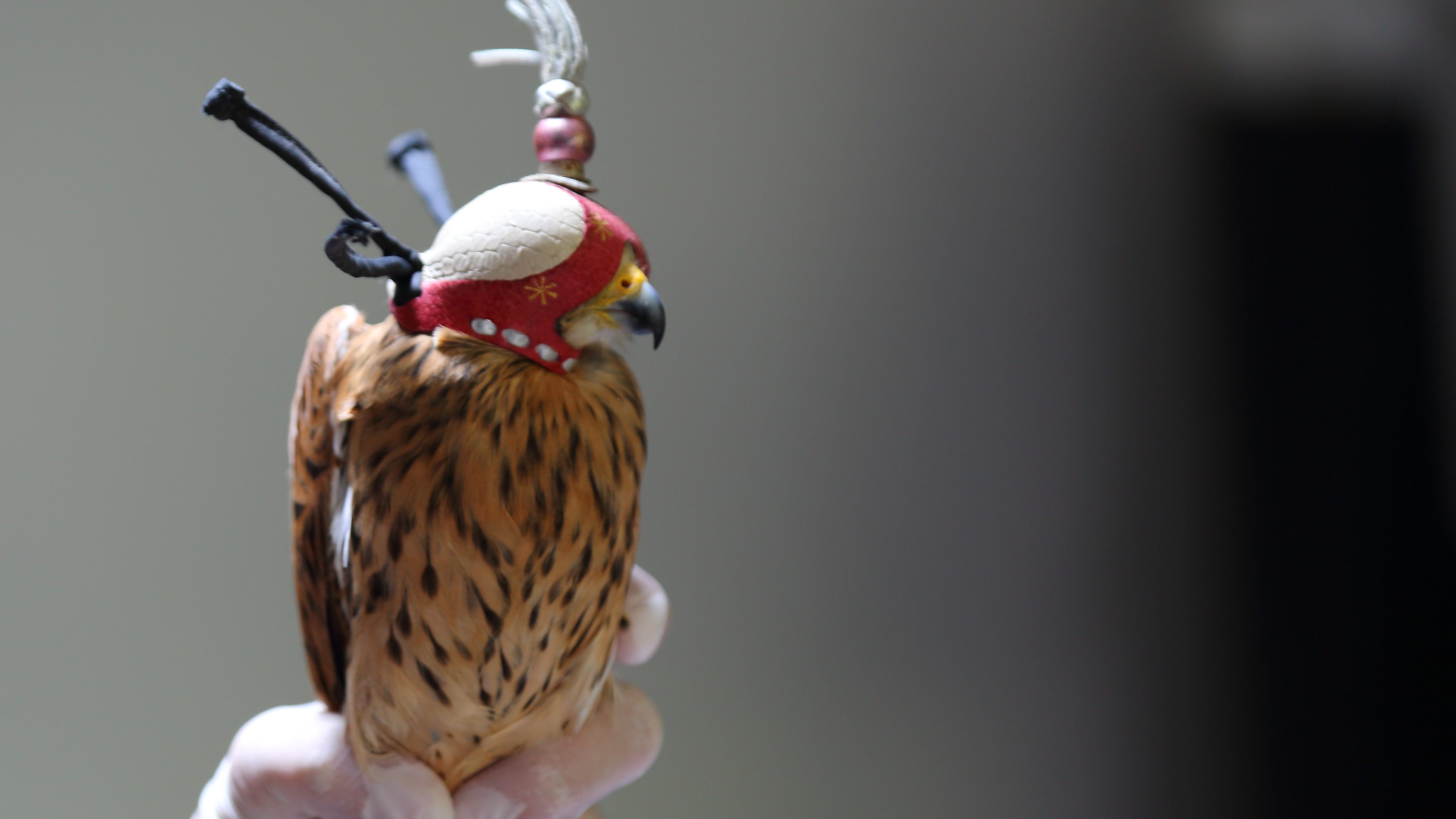 NYUAD Researchers Unlock Keys to Falcons’ Evolutionary Success