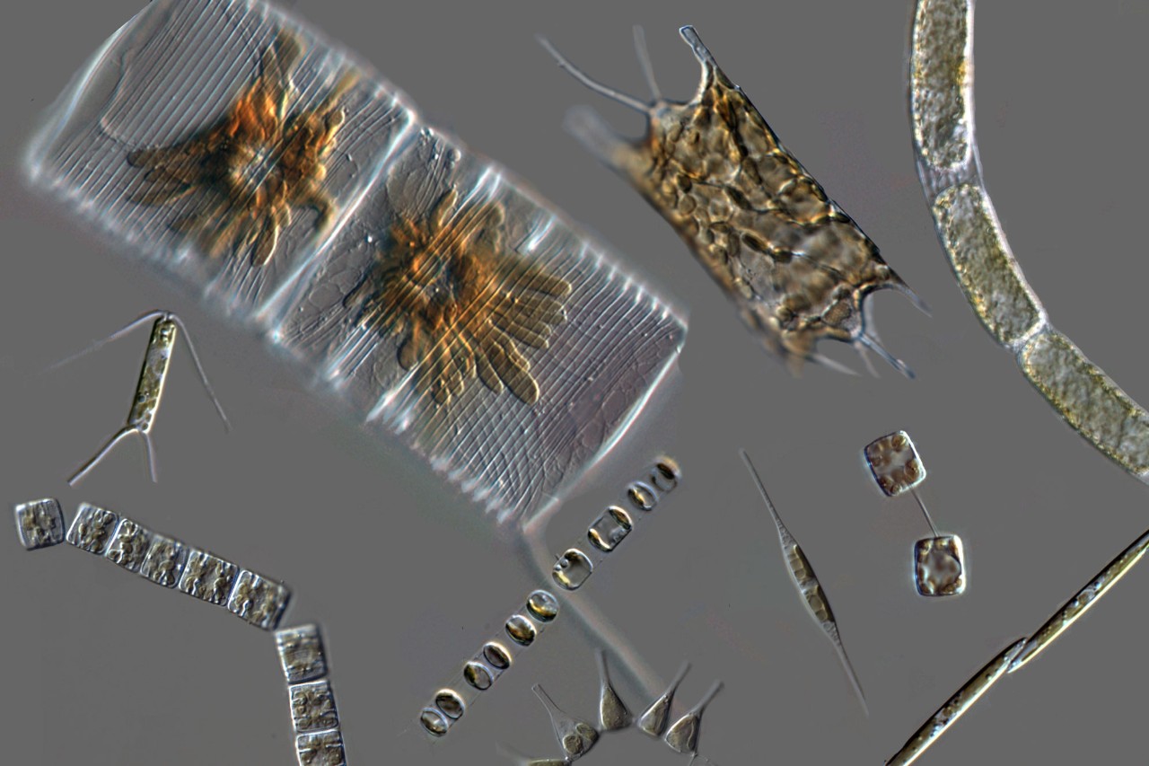 Micrographs of representative diatom species.  Photo credit: Dr. Colleen Durkin.