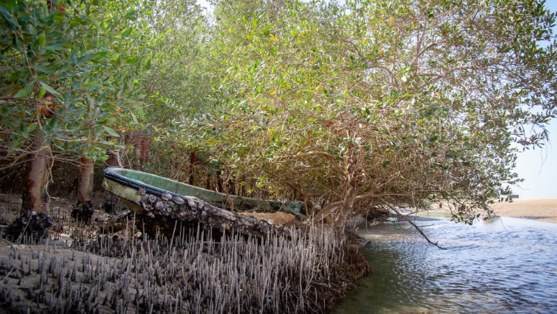 The gray mangrove (qurm in Arabic) forms the only natural evergreen forest in Arabia. Researchers at NYU Abu Dhabi’s Center for Genomics and Systems Biology have recently published a high-resolution genome for this species.