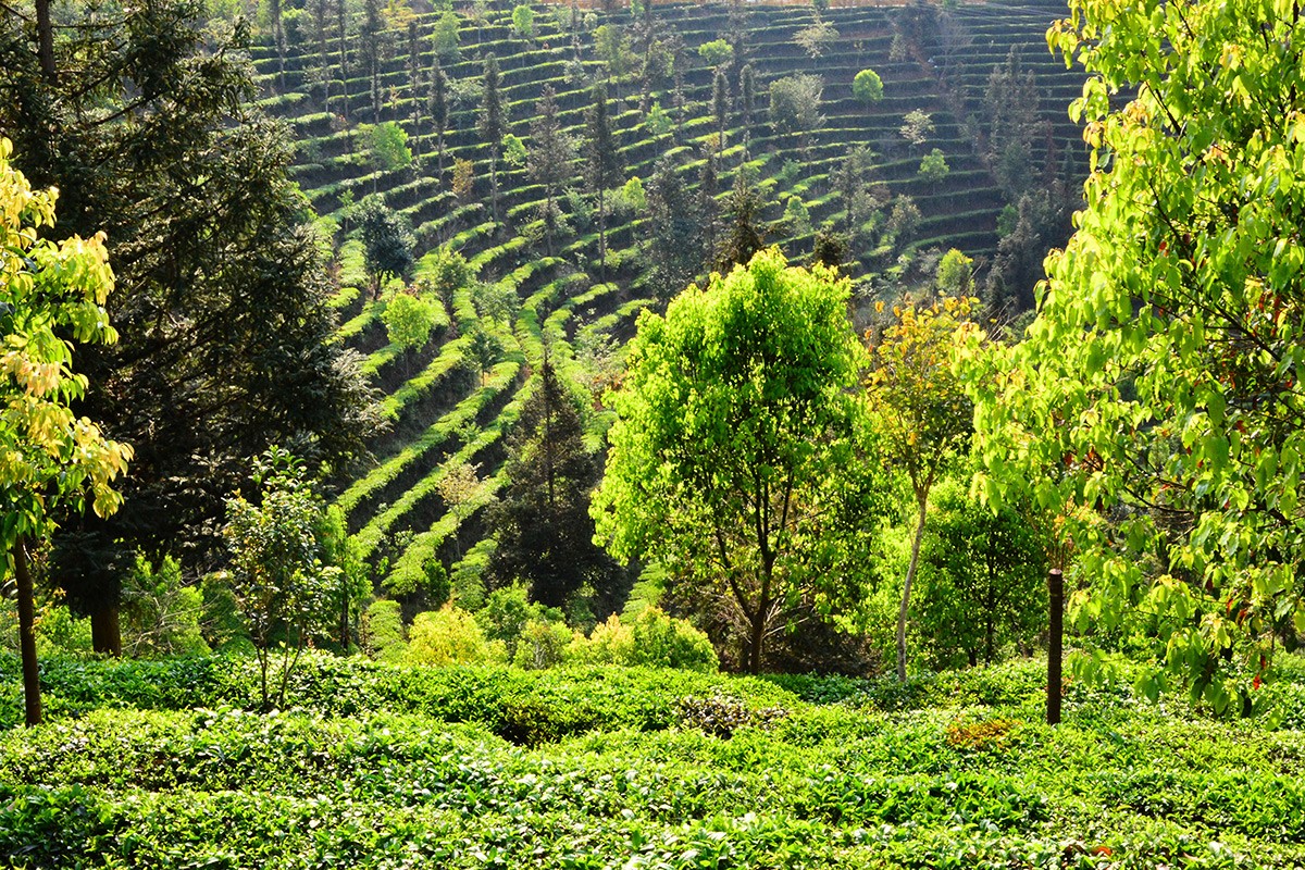 Resident Expert: Getting to the Roots of Chinese Forest Policy
