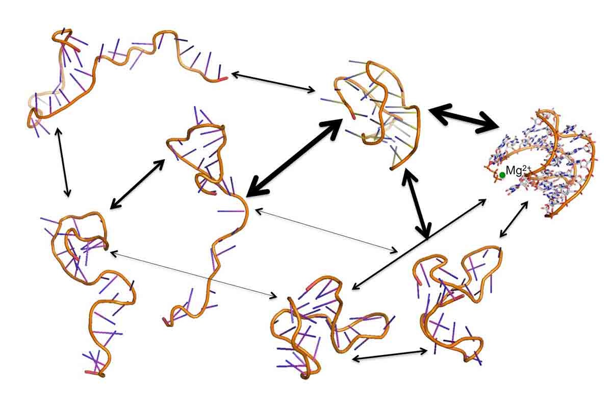 RNA folding as a network of transitions from discrete conformational states 