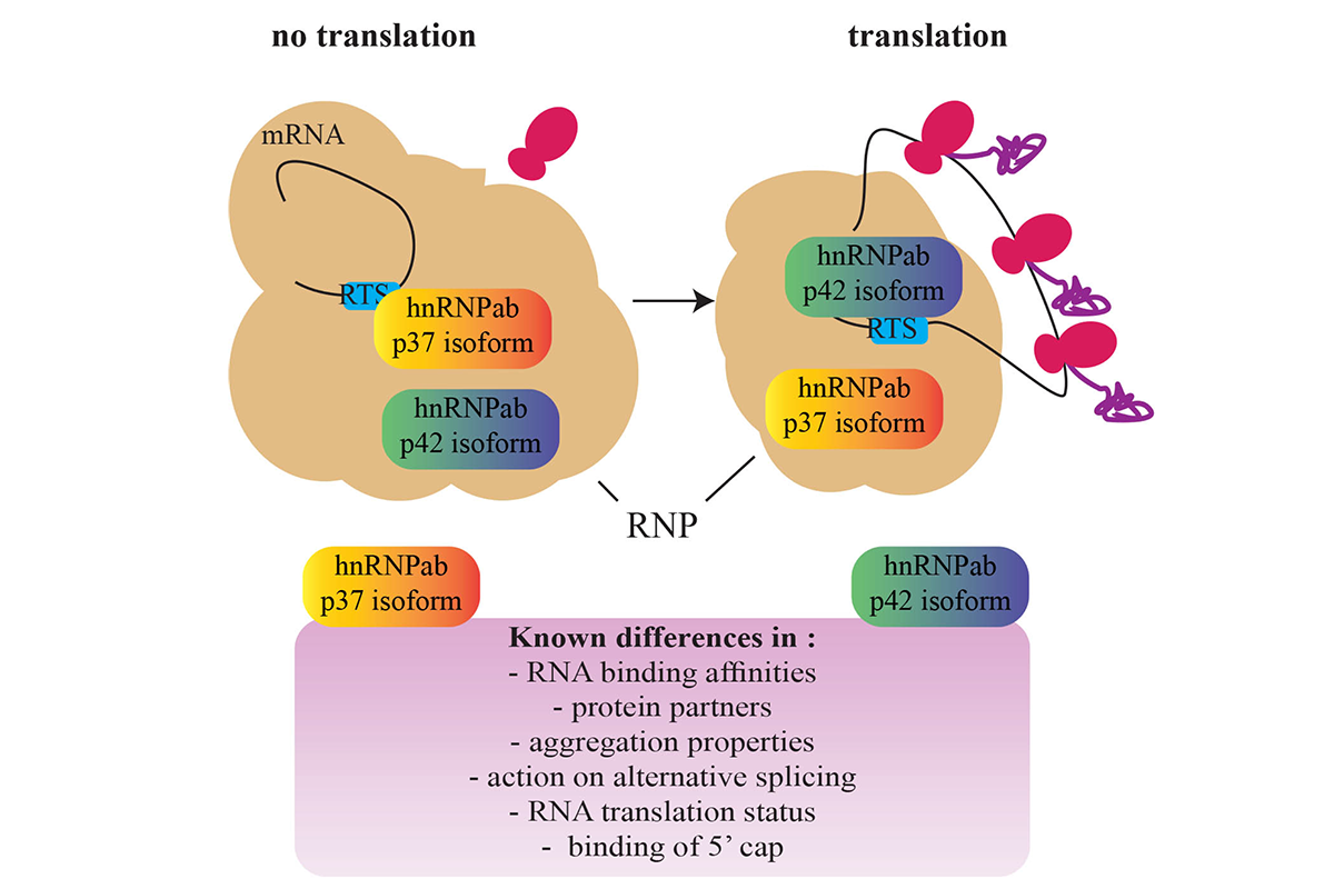 Figure 5. - Posttranscriptional regulation of gene expression during neuronal development 