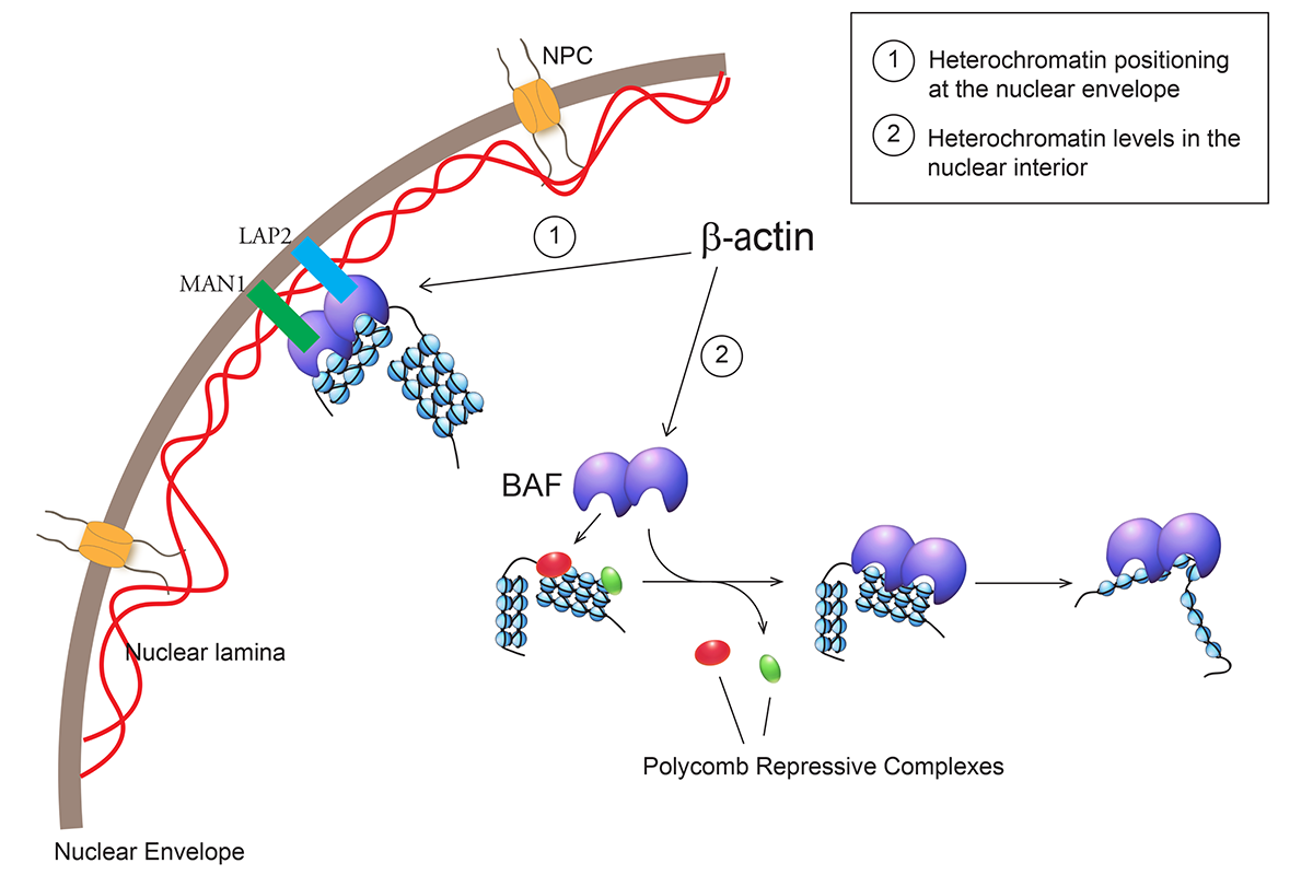 Figure 1. A speculative model of β-actin controlling spatial distribution of heterochromatin and global euchromatin levels. We propose that β-actin regulates Brg1 dependent ATPase activity of the BAF complex and its interplay with both nuclear envelope and Polycomb repressive complexes in the nuclear interior (Adapted from Xie and Percipalle, 2018).